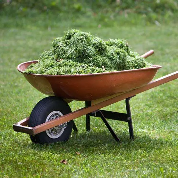 Mulching With Grass Clippings A Natural Way To Nourish And Protect