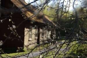 Tree branch hangning down infront of a wooden house