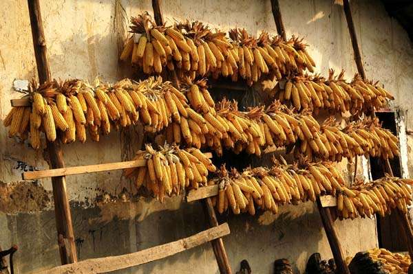 Ancient Food Storage Techniques