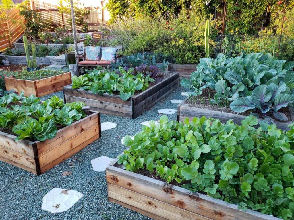 Are Raised Beds Healthier for Gardening?