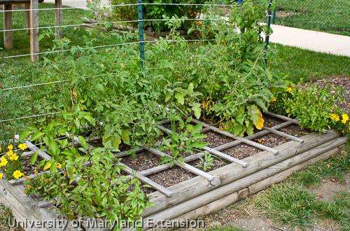 Are raised garden beds safe for growing vegetables?