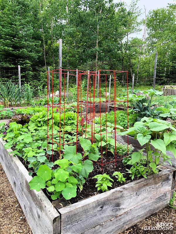 Are raised garden beds safe for growing vegetables?