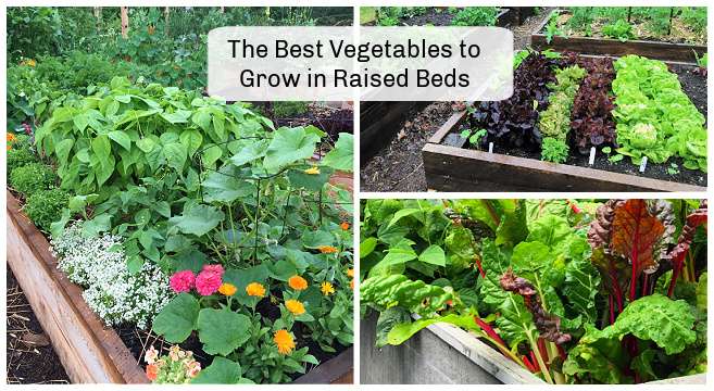 Are raised garden beds safe for growing vegetables?