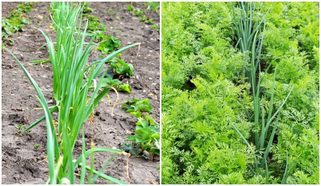 Best Companion Plants for Onions Best Companion Plants for Onions