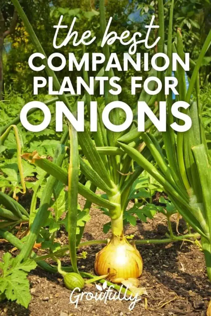 Best Companion Plants for Onions - OffGridHarmony