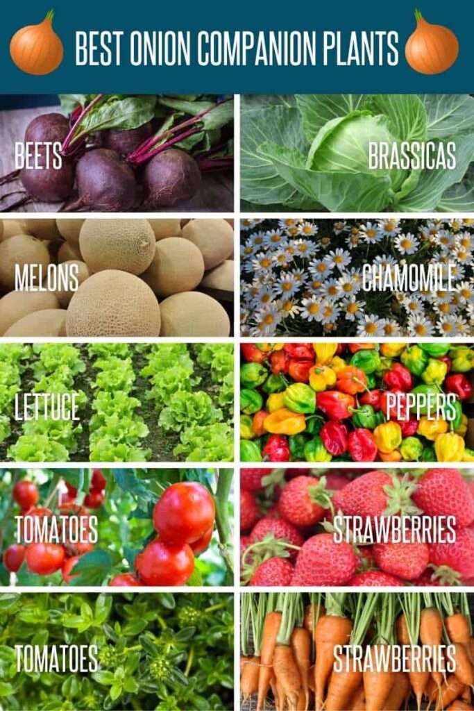 Best Companion Plants for Onions Best Companion Plants for Onions