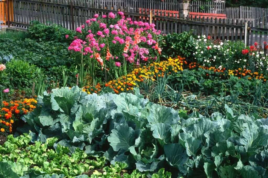 Can I Plant Flowers Next to Vegetables? Can I Plant Flowers Next to Vegetables?