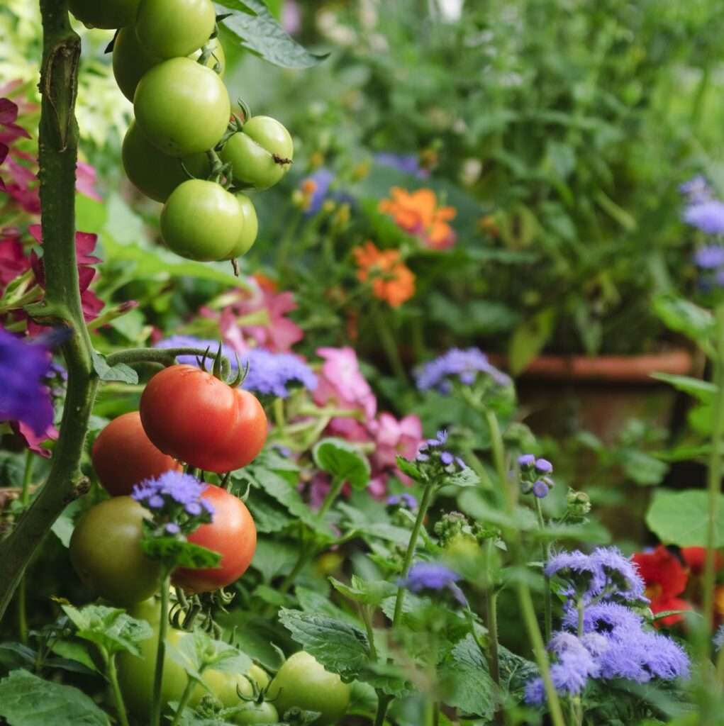 Can I Plant Flowers Next to Vegetables? Can I Plant Flowers Next to Vegetables?