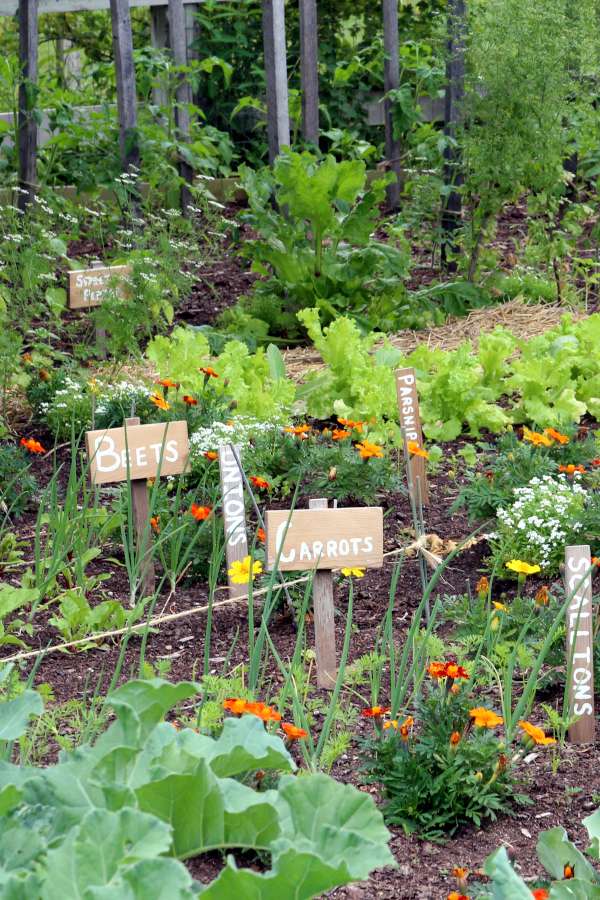 Can I Plant Flowers Next to Vegetables? Can I Plant Flowers Next to Vegetables?