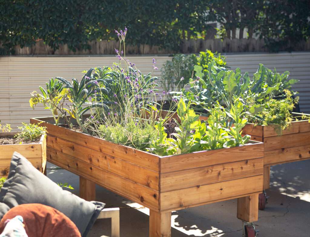 Can Raised Garden Beds Get Too Hot? Can Raised Garden Beds Get Too Hot?