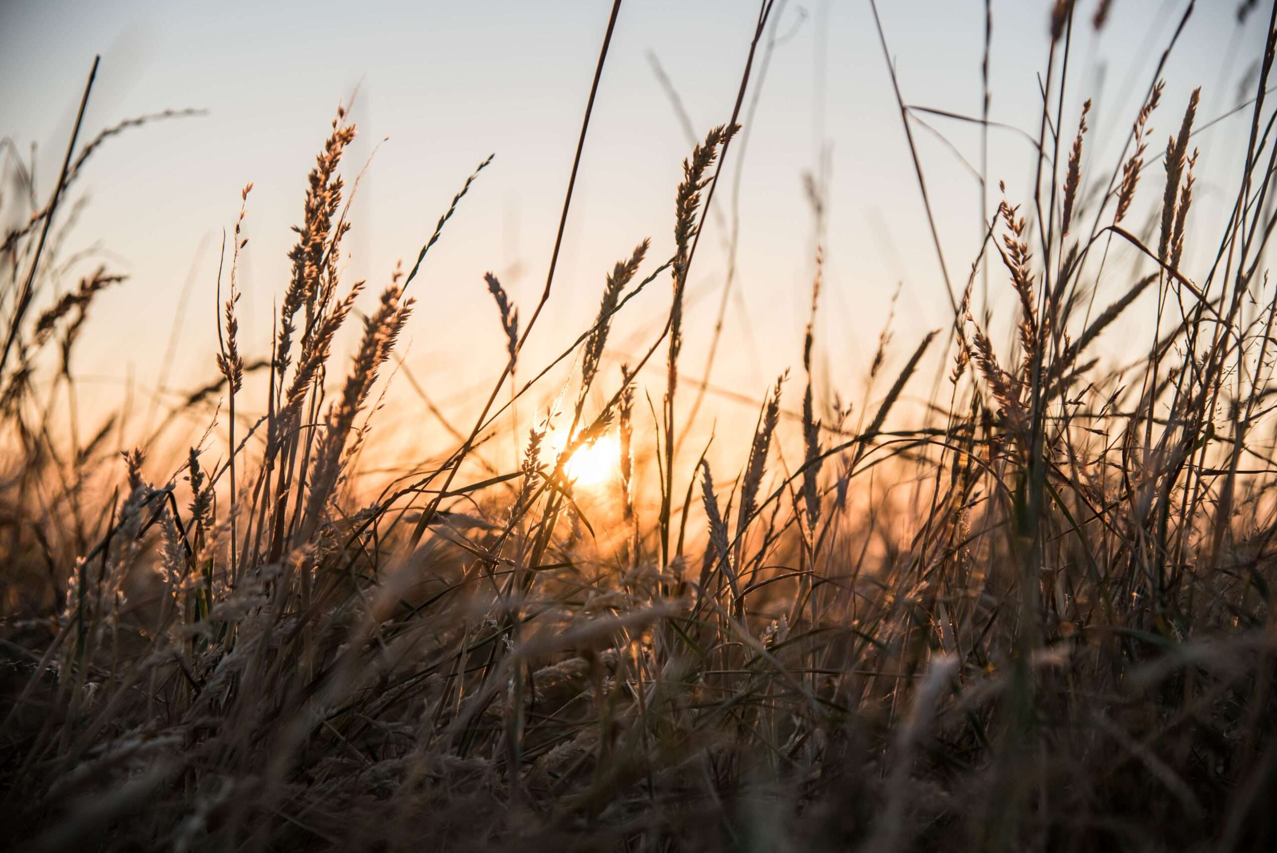 Can You Store A Lawn Mower In A Shipping Container?