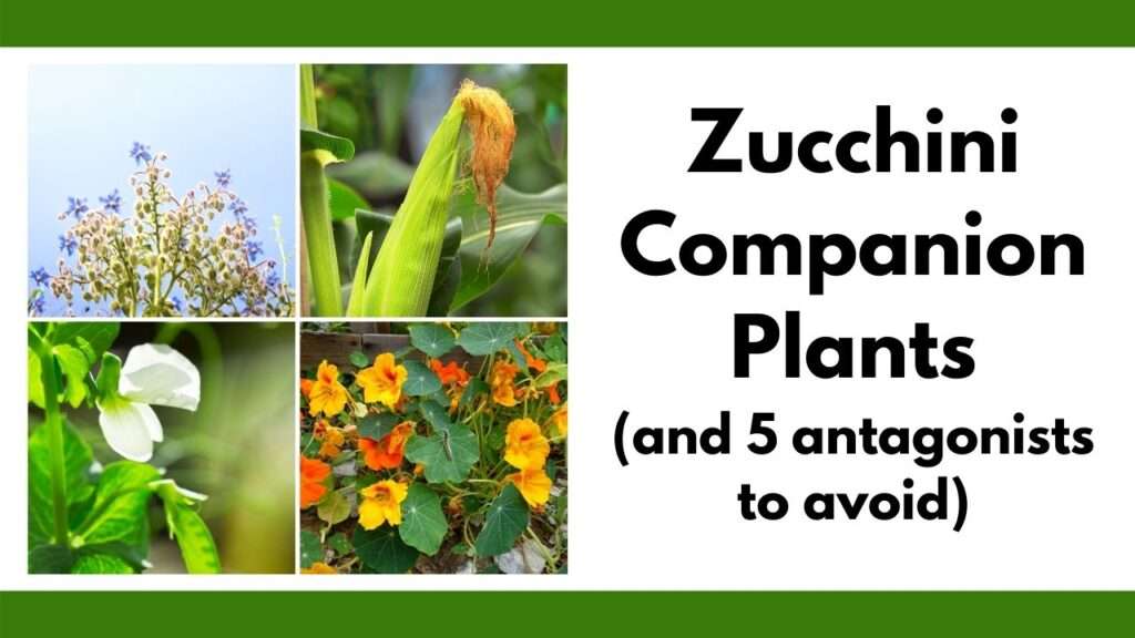 Common mistakes in zucchini companion planting