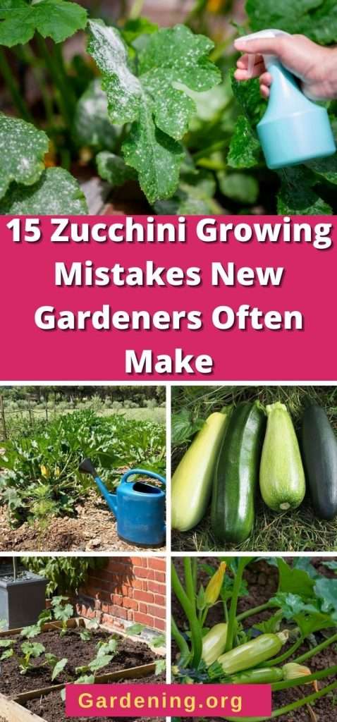 Common mistakes in zucchini companion planting