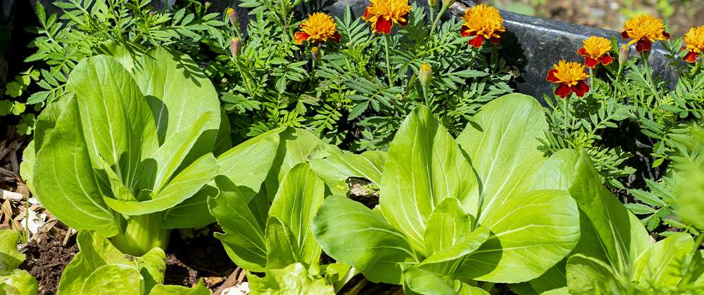 Companion Planting: Maximizing Vegetable Yield with Strategic Plant Pairings