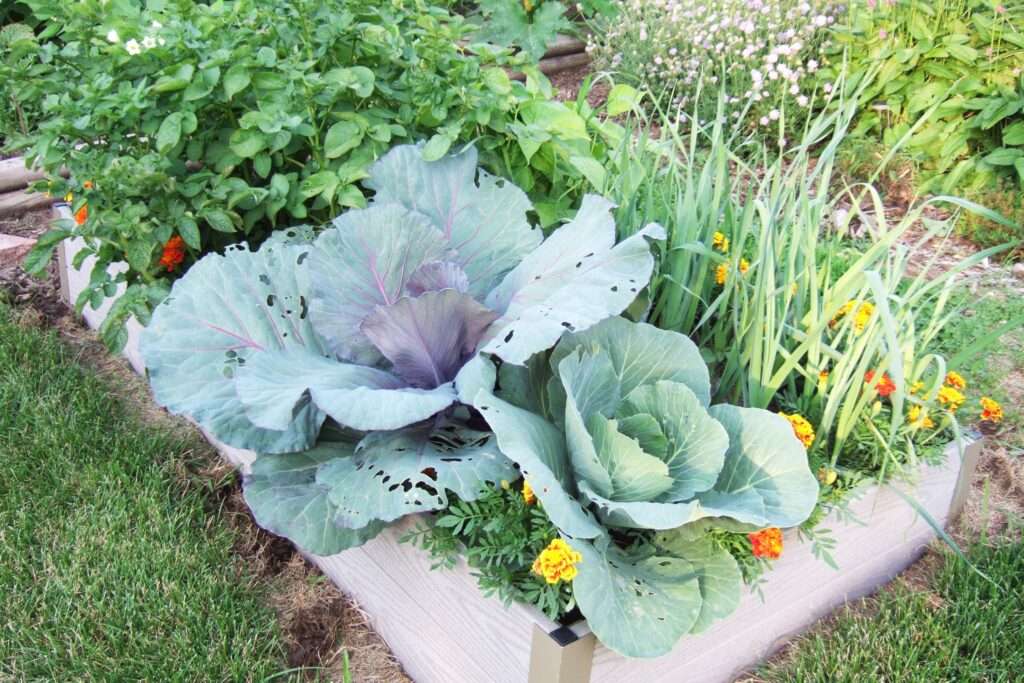 Companion Planting: Maximizing Vegetable Yield with Strategic Plant Pairings