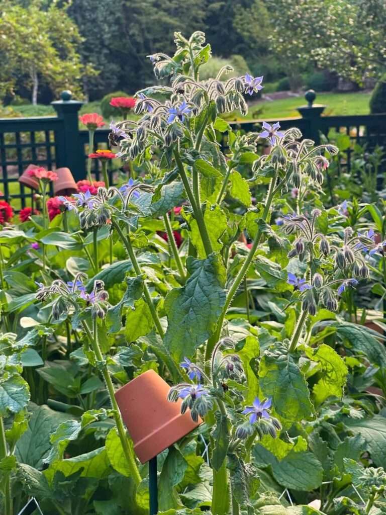 Companion Planting: Maximizing Vegetable Yield with Strategic Plant Pairings