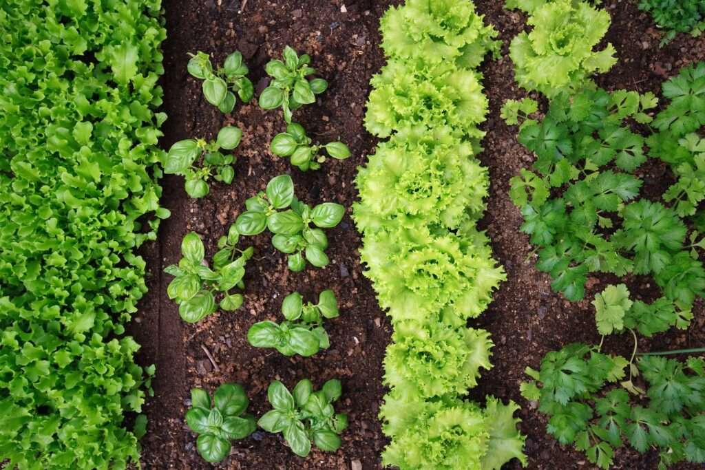 Companion Planting: Maximizing Vegetable Yield with Strategic Plant Pairings