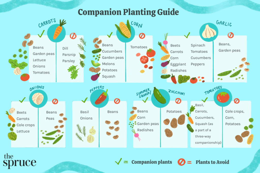 Companion Planting: Maximizing Your Vegetable Gardens Growth Potential