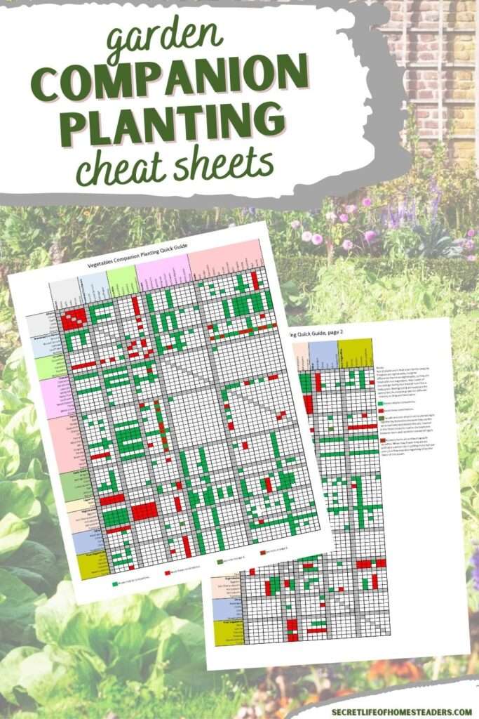 Companion Planting: Maximizing Your Vegetable Gardens Growth Potential