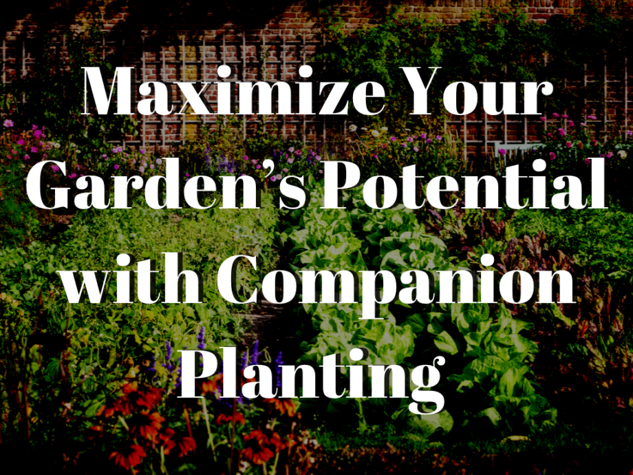 Companion Planting: Maximizing Your Vegetable Gardens Growth Potential