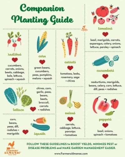 Companion planting: The dos and donts of vegetable combinations Companion planting: The dos and donts of vegetable combinations