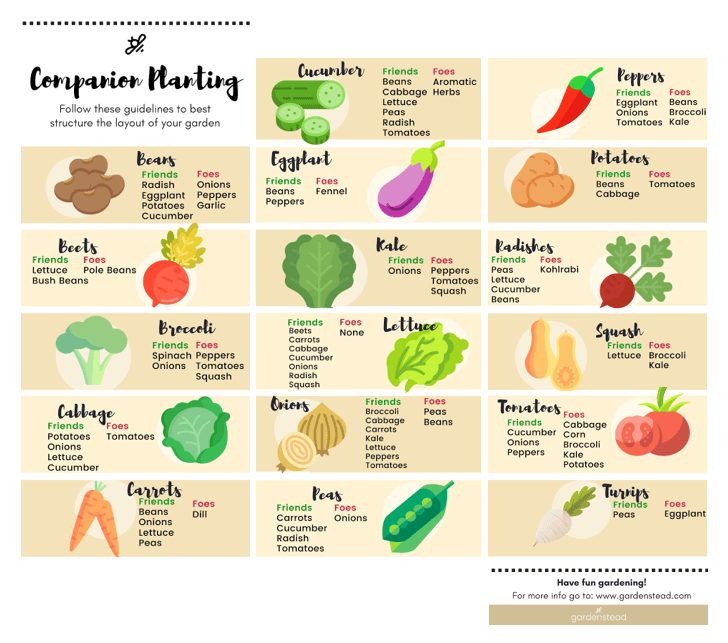 Companion planting: The dos and donts of vegetable combinations Companion planting: The dos and donts of vegetable combinations
