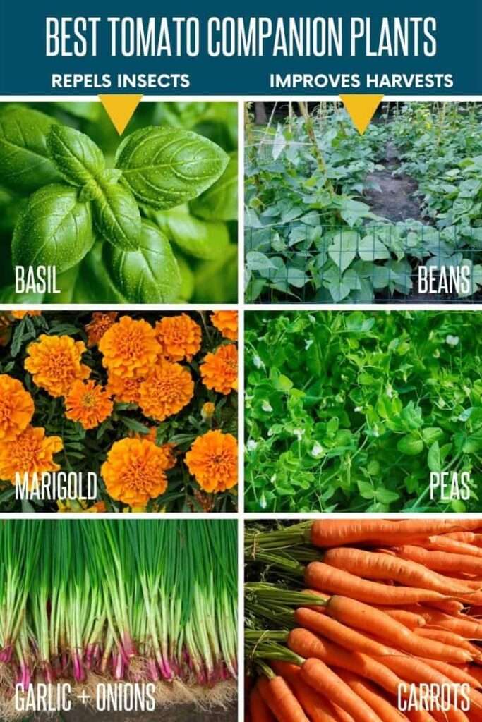 Companion Plants for Tomatoes