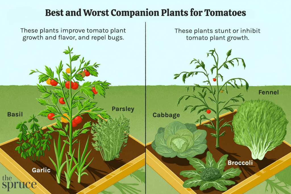 Companion Plants for Tomatoes