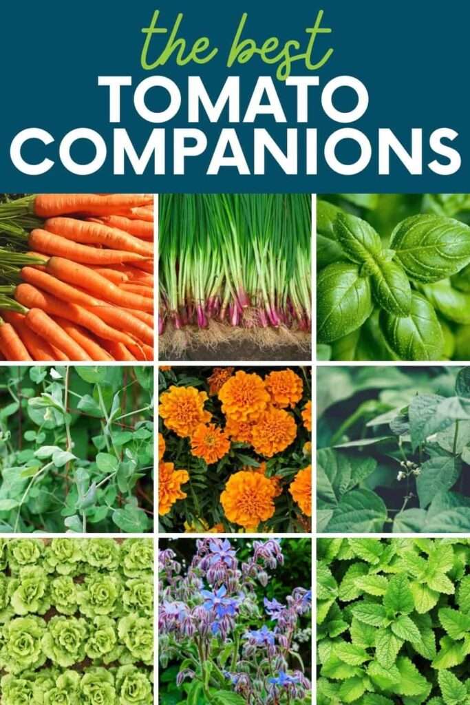 Companion Plants for Tomatoes