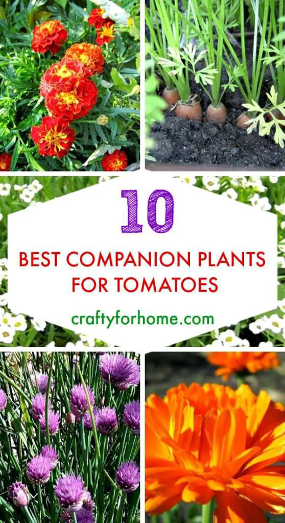 Companion Plants for Tomatoes - OffGridHarmony