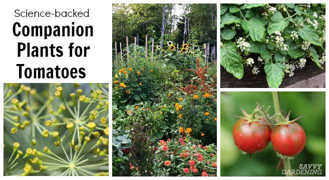 Companion Plants for Tomatoes