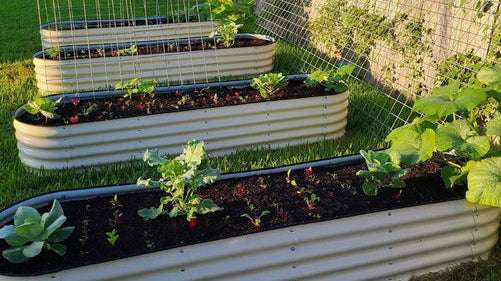 Comparing the Benefits: Metal Vs. Wood Raised Garden Beds