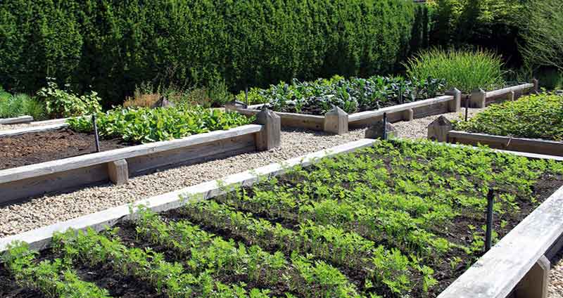 Creating a Bountiful Garden Using Raised Bed Compost Alone