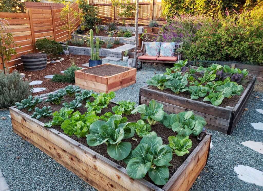Exploring the Distinctions: Raised Beds vs Elevated Beds Exploring the Distinctions: Raised Beds vs Elevated Beds