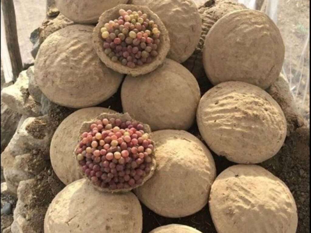 Preserving Fruit in Clay: An Ancient Technique for Off-Grid Living Preserving Fruit in Clay: An Ancient Technique for Off-Grid Living