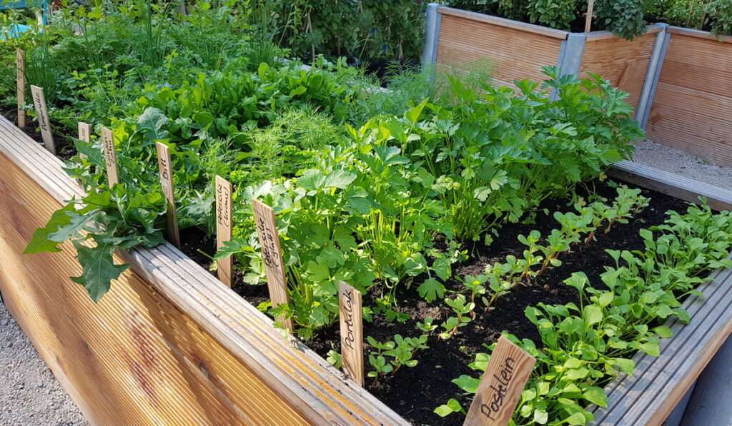 Pros and Cons of Using Plastic Liners in Raised Garden Beds