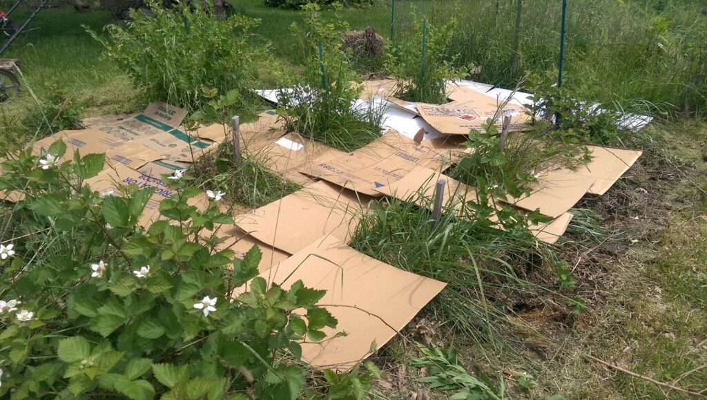 Should I use cardboard in my raised beds for gardening? Should I use cardboard in my raised beds for gardening?