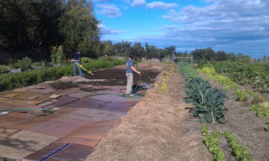 Should I use cardboard in my raised beds for gardening? Should I use cardboard in my raised beds for gardening?