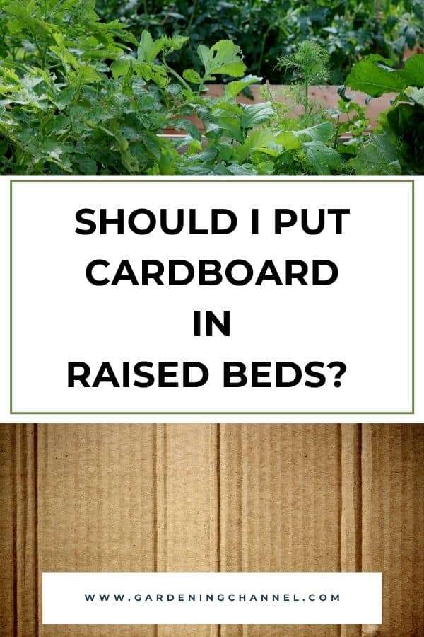 Should I Use Cardboard Under My Raised Garden Bed? Should I Use Cardboard Under My Raised Garden Bed?