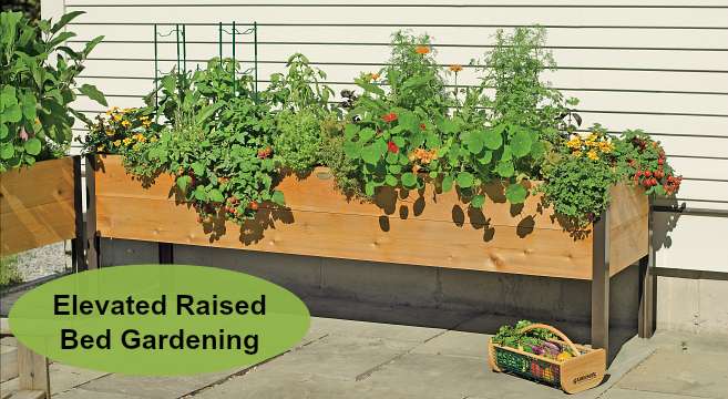 The Impact of Raised Bed Height on Gardening Success