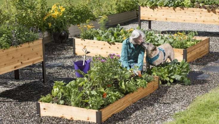 The Impact of Raised Bed Height on Gardening Success