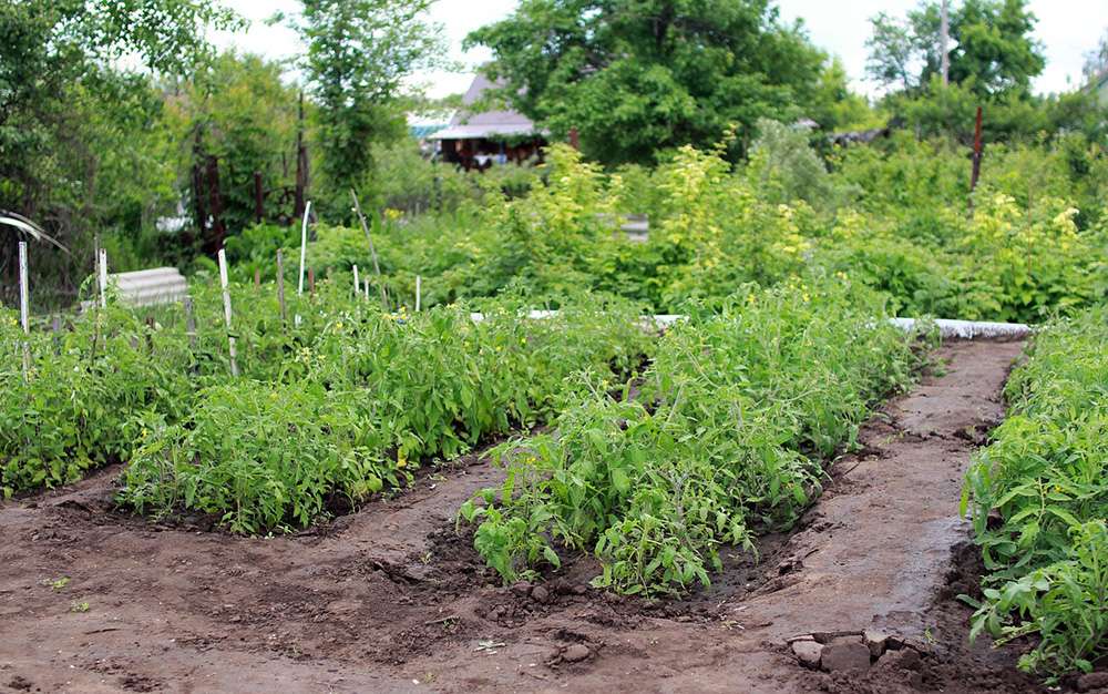 Tips for Successful Gardening in Off Grid Living