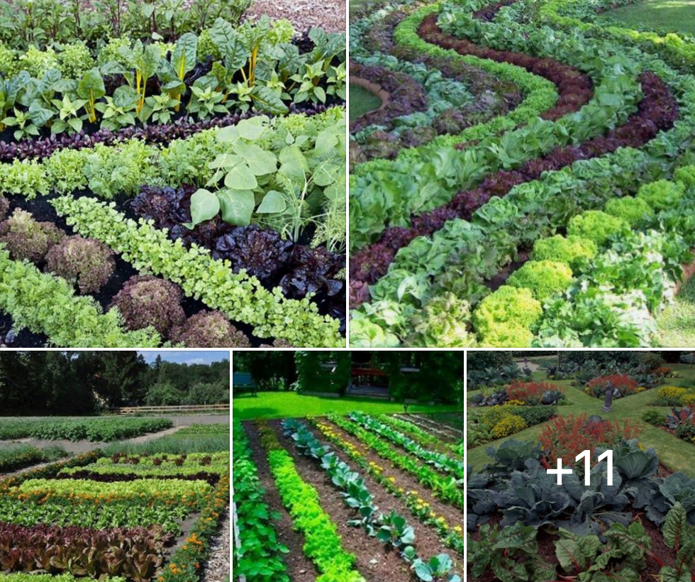 Tips for Successful Gardening in Off Grid Living