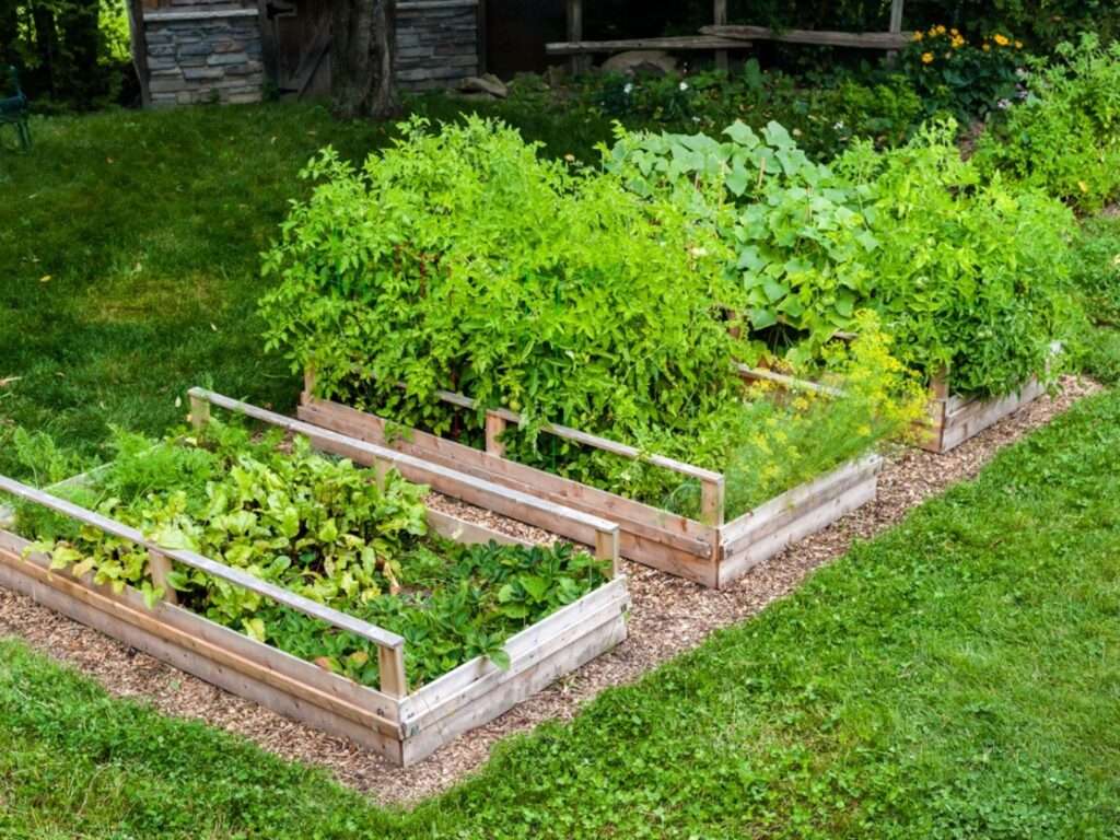 Understanding the disadvantages of using raised beds for gardening