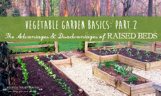 Understanding the disadvantages of using raised beds for gardening Understanding the disadvantages of using raised beds for gardening