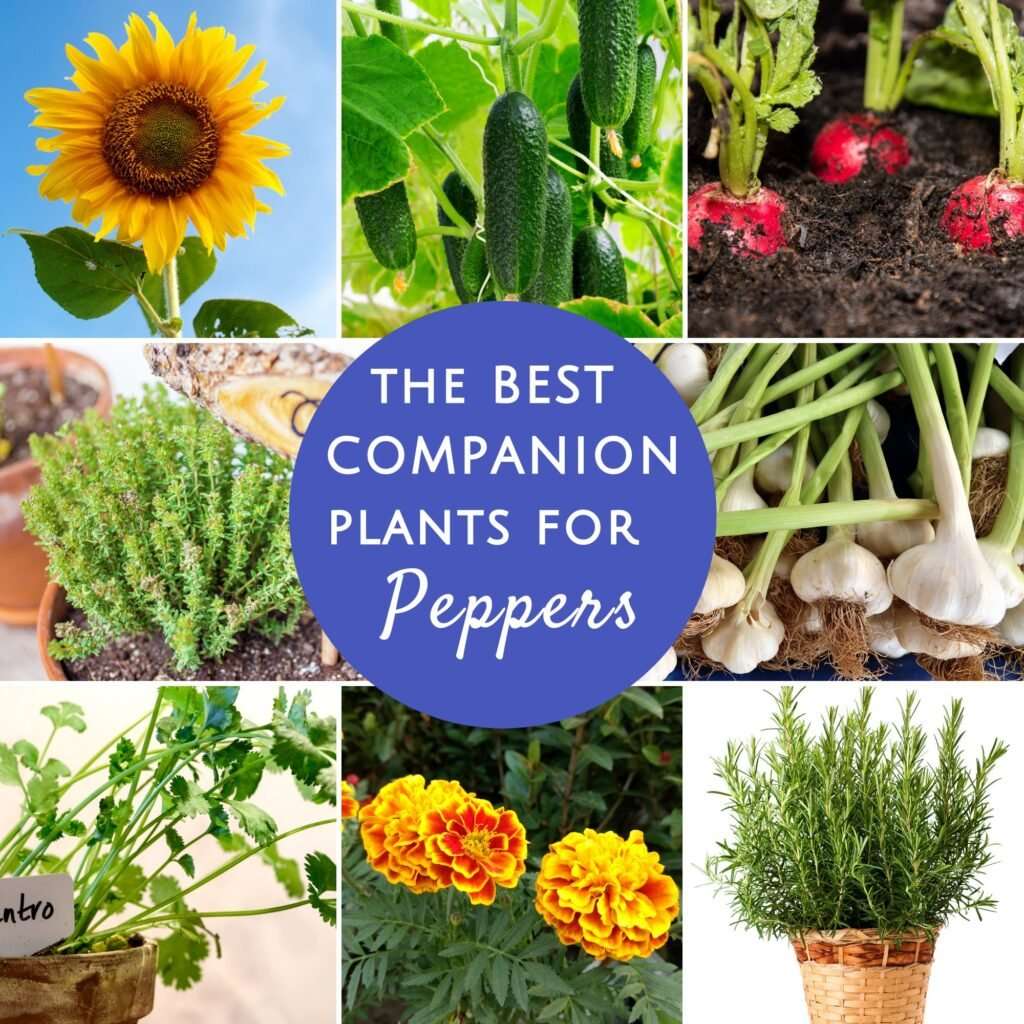 Why companion planting matters for peppers and beans in your garden Why companion planting matters for peppers and beans in your garden