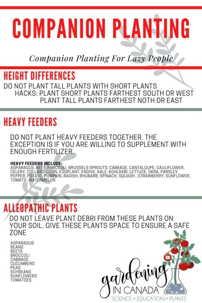 Why companion planting matters for peppers and beans in your garden Why companion planting matters for peppers and beans in your garden