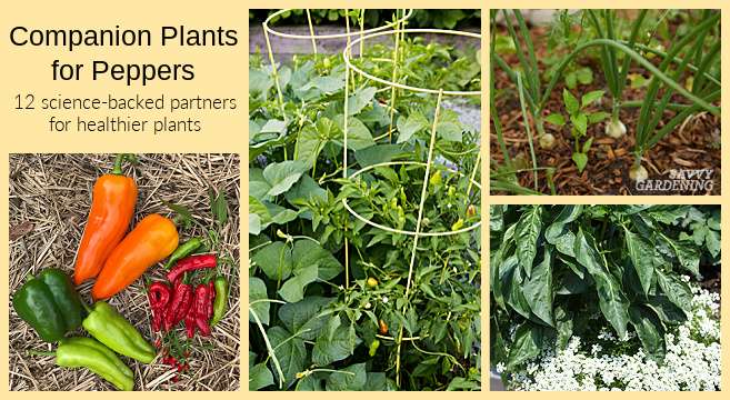 Why companion planting matters for peppers and beans in your garden Why companion planting matters for peppers and beans in your garden