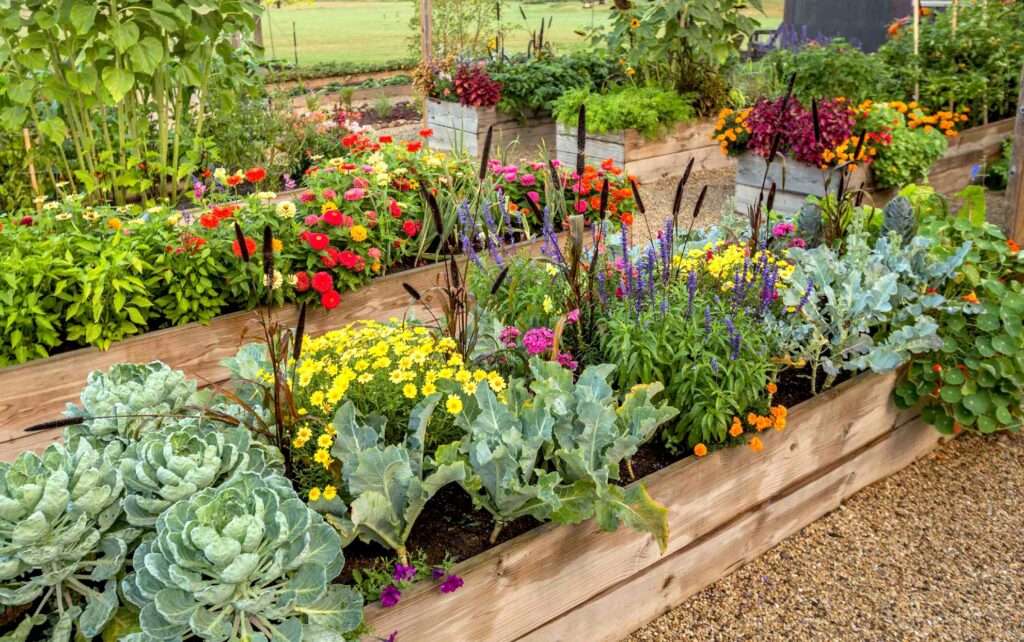 Why raised garden beds may not be the best choice for gardening Why raised garden beds may not be the best choice for gardening