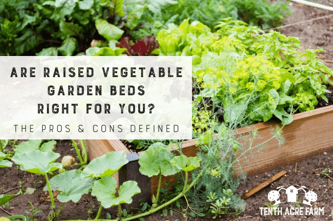 Why raised garden beds may not be the best choice for gardening Why raised garden beds may not be the best choice for gardening